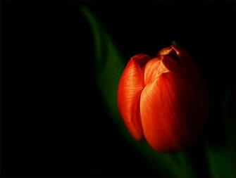Discrete Tulip Desktop Pc And Mac Wallpaper