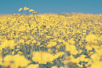 Shallow Focus Photo Of Yellow Flowers Image On