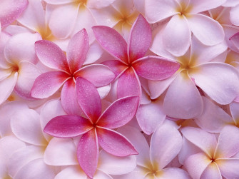 Flowers Wallpaper