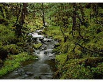 Rainforest Wallpaper