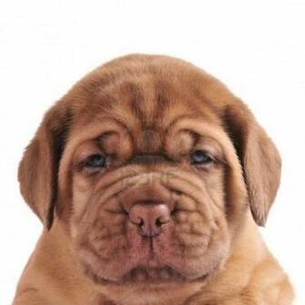 Gallery For Dogue De Bordeaux Wallpaper