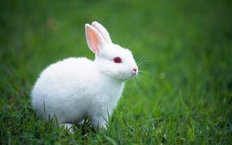 Pin Cute Bunny Wallpaper HD