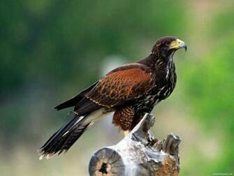Harris Hawk Wallpaper