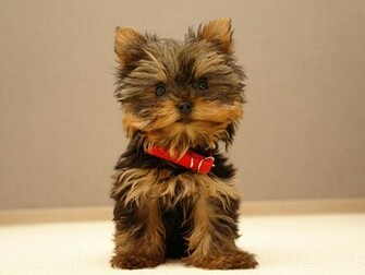 The Beautiful Yorkie Yorkshire Terriers Wallpaper