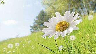Daisy Field Wallpaper And Image Pictures