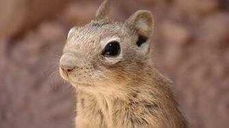 Background Beautiful Animals Sqirrel Wallpaper