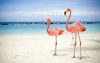 Flamingo Image