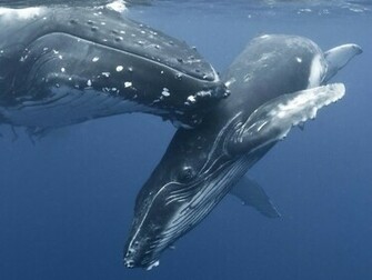 Wallpaper Whale With Little Photos And Walls