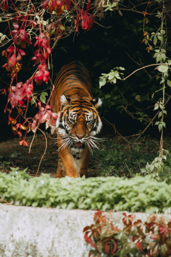 Tiger iPhone Wallpaper