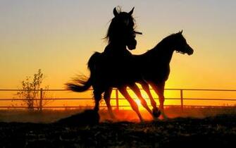 Horse Wallpaper Dark HD