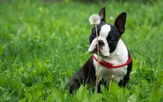 Boston Terrier In The Grass Wallpaper