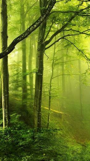 iPhone Plus Wallpaper Nature
