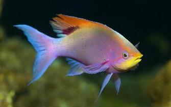 Fish Widescreen Wallpaper High Definition HD Resolution
