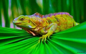 Iguanas Image Iguana HD Wallpaper And Background Photos