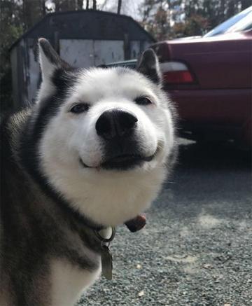 Hilarious Photos That Prove Huskies Are The Weirdest Dogs Ever