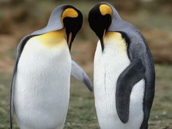 Tuxedo Check King Penguins Wallpaper In Jpg Format For