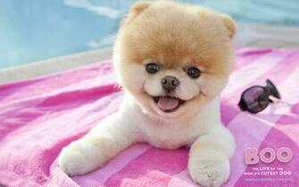 Pomeranian Windows Wallpaper