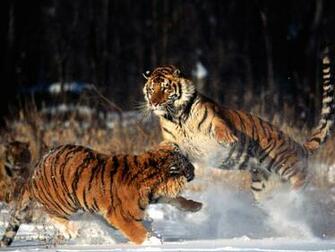 Snow Tigers Tiger Wallpaper My Style