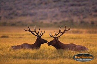 Big Buck Wallpaper Deer S Tagged Background