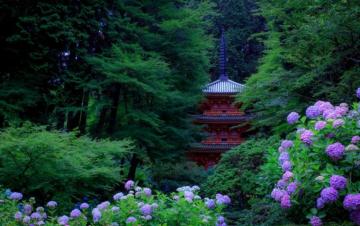 Japan Gardens Hydrangea Pagodas Trees Kyoto Nature Wallpaper