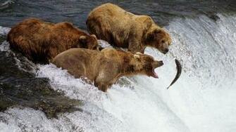 Grizzly Bear Wallpaper