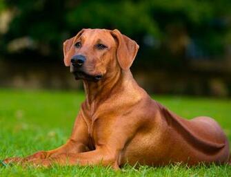 Best Rhodesian Ridgeback Wallpaper