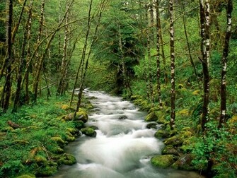 Nature Forest River Wallpaper Wallpaperlepi