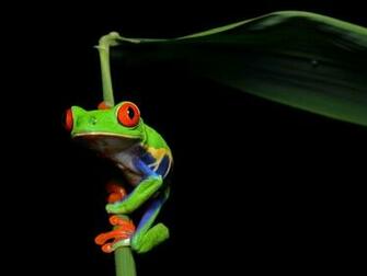 Tree Frog Wallpaper