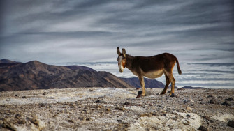 Animal Donkey 4k Ultra HD Wallpaper