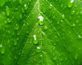 Wallpaper Desktop Nature Rain HD For Widescreen