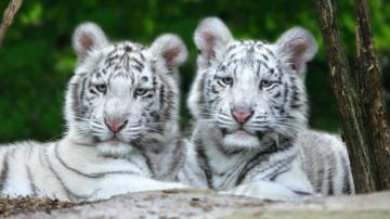 Baby White Tiger Wallpaper Pictures