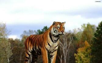 Tiger Wallpaper Photo Desktop