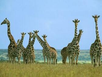 Giraffes Image HD Wallpaper And Background