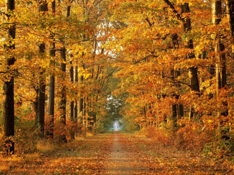 October Fall Wallpaper