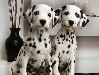 Dalmatians Wallpaper