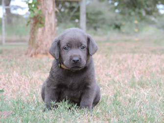 Silver Lab Puppies Labs