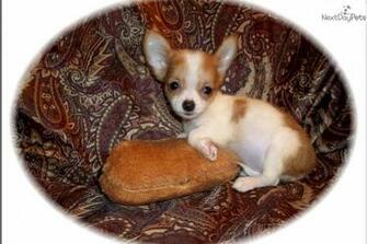 Cute Chihuahua Wallpaper HD Desktop Background