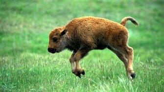 Farm Animal Wallpaper