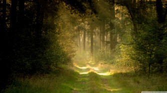 Summer Forest Road Ultra HD Desktop Background Wallpaper For