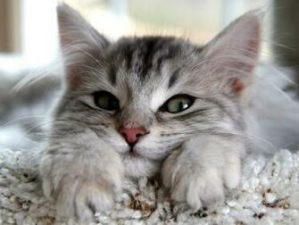 Desktop Wallpaper Cat