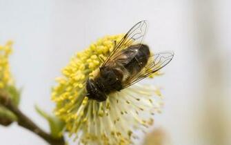 Where Is Wallpaper Bee