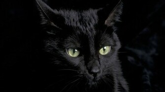 Black Cat Cats Wallpaper