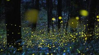 Fireflies Background Net