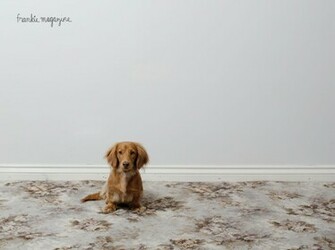Wallpaper Miniature Dachshund