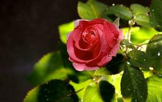 Rose Mobile Wallpaper Screensaver HD Background Desktop