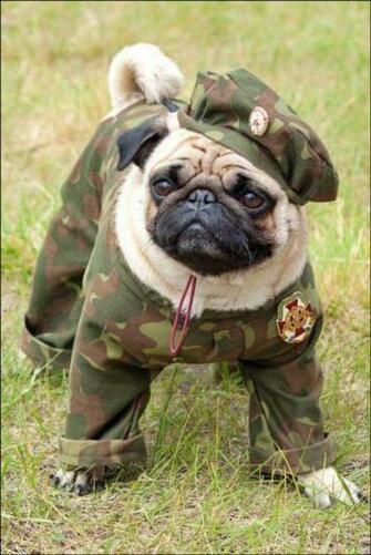 Day Pug Photo And Wallpaper Beautiful Veterns Pictures