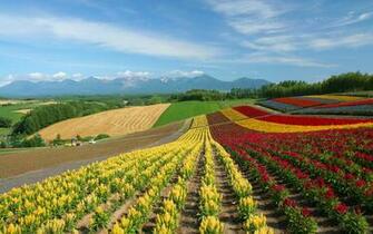 Country Field Open Under Sky No Desktop Wallpaper