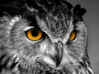 Owl High Quality And Resolution Wallpaper On Hqwallbase