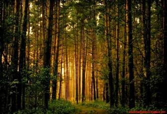 Tree Forest Wallpaper Cool HD