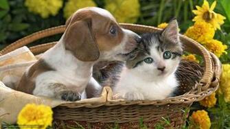 Wallpaper Kitten Puppy Basket Flowers Desktop